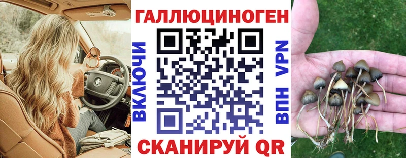 Купить где Чадан Псилоцибиновые грибы MAGIC MUSHROOMS